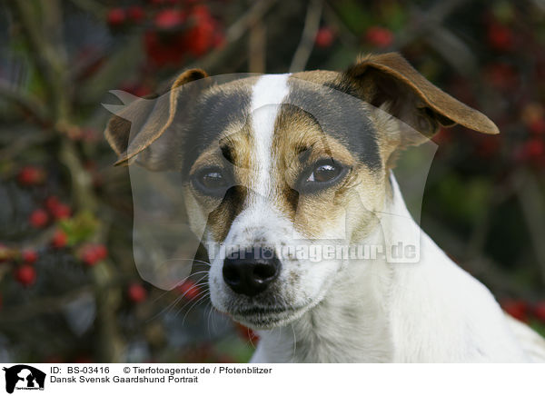 Dansk Svensk Gaardshund Portrait / Dansk Svensk Gaardshund Portrait / BS-03416
