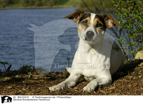 Dnisch-Schwedischer Farmhund / Dansk Svensk Gaardshund / BS-03419