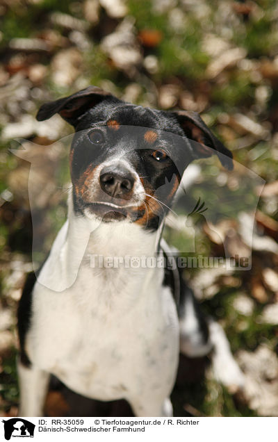 D�nisch-Schwedischer Farmhund / Dansk Svensk Gaardshund / RR-35059