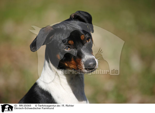 D�nisch-Schwedischer Farmhund / Dansk Svensk Gaardshund / RR-35065