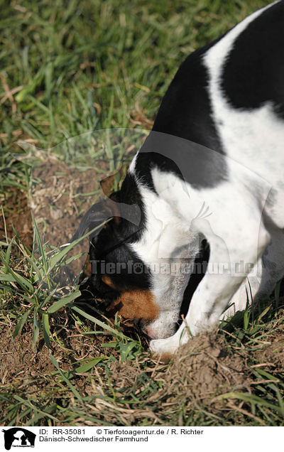 Dnisch-Schwedischer Farmhund / Dansk Svensk Gaardshund / RR-35081