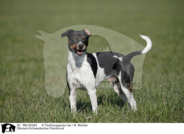 D�nisch-Schwedischer Farmhund / Dansk Svensk Gaardshund / RR-35085