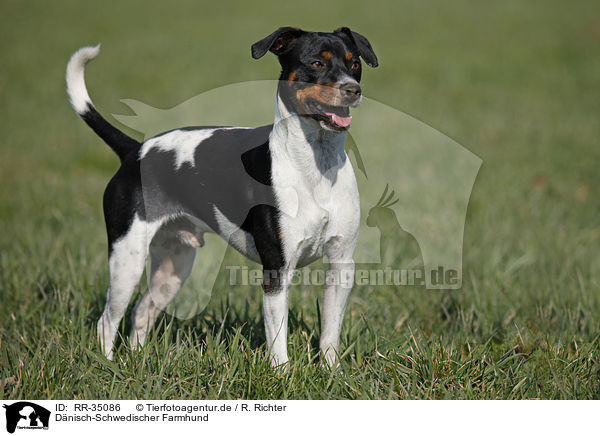 Dnisch-Schwedischer Farmhund / Dansk Svensk Gaardshund / RR-35086