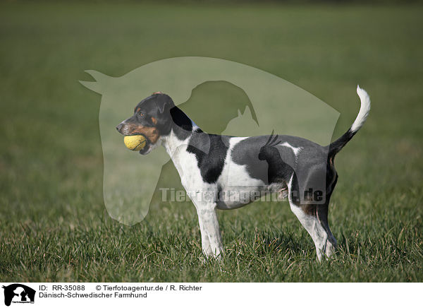 Dnisch-Schwedischer Farmhund / Dansk Svensk Gaardshund / RR-35088