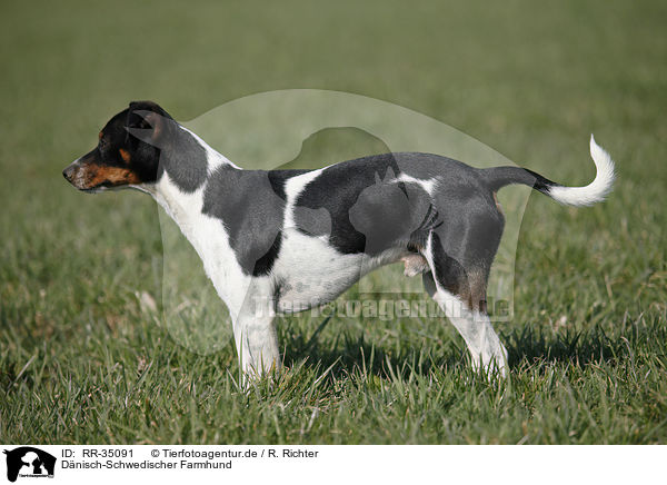 Dnisch-Schwedischer Farmhund / RR-35091