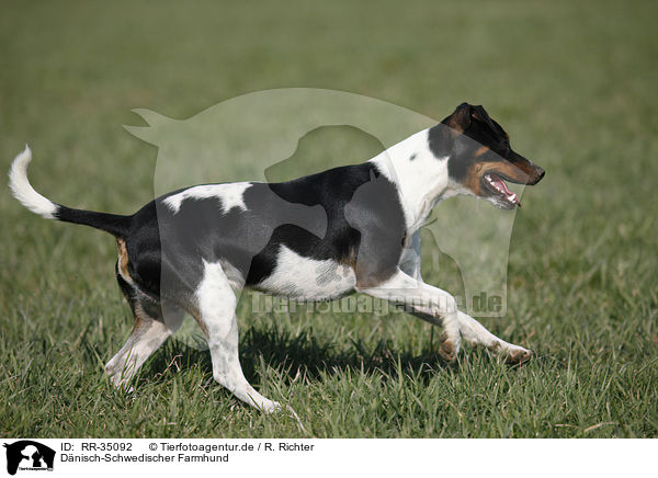 Dnisch-Schwedischer Farmhund / Dansk Svensk Gaardshund / RR-35092