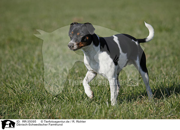 Dnisch-Schwedischer Farmhund / Dansk Svensk Gaardshund / RR-35095