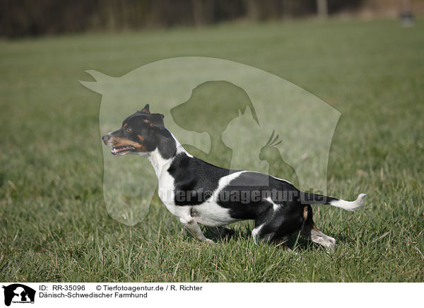 Dnisch-Schwedischer Farmhund / Dansk Svensk Gaardshund / RR-35096