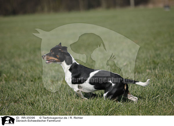 D�nisch-Schwedischer Farmhund / Dansk Svensk Gaardshund / RR-35096