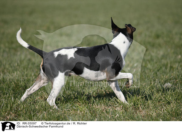 Dnisch-Schwedischer Farmhund / Dansk Svensk Gaardshund / RR-35097