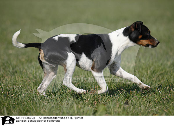 D�nisch-Schwedischer Farmhund / Dansk Svensk Gaardshund / RR-35098