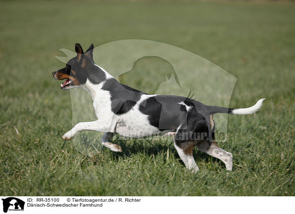 Dnisch-Schwedischer Farmhund / Dansk Svensk Gaardshund / RR-35100