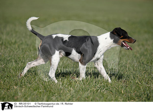 Dnisch-Schwedischer Farmhund / Dansk Svensk Gaardshund / RR-35101