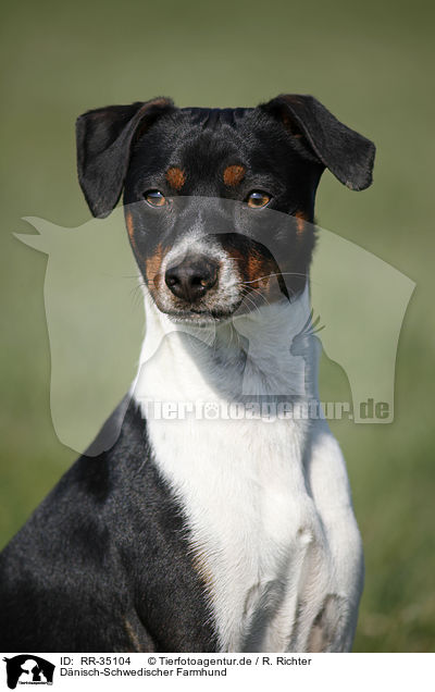 D�nisch-Schwedischer Farmhund / Dansk Svensk Gaardshund / RR-35104