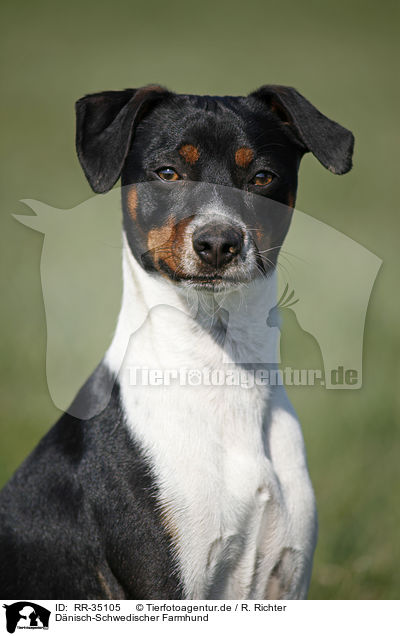 Dnisch-Schwedischer Farmhund / Dansk Svensk Gaardshund / RR-35105