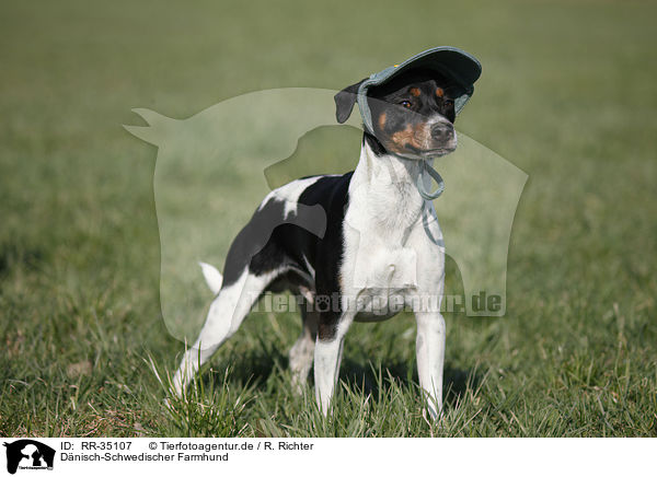 Dnisch-Schwedischer Farmhund / Dansk Svensk Gaardshund / RR-35107