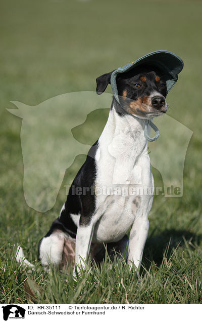 Dnisch-Schwedischer Farmhund / RR-35111