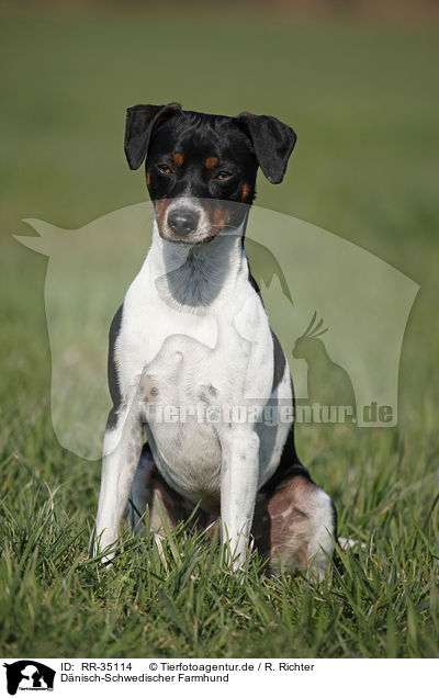 D�nisch-Schwedischer Farmhund / Dansk Svensk Gaardshund / RR-35114