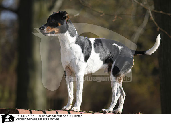 Dnisch-Schwedischer Farmhund / Dansk Svensk Gaardshund / RR-35115