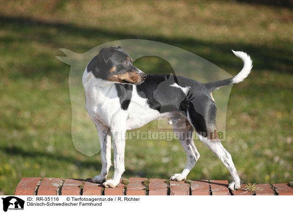 Dnisch-Schwedischer Farmhund / Dansk Svensk Gaardshund / RR-35116