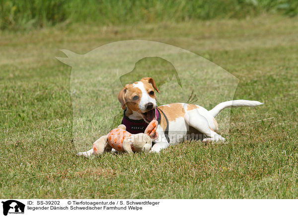 liegender Dnisch Schwedischer Farmhund Welpe / lying Dansk Svensk Gaardhund Puppy / SS-39202