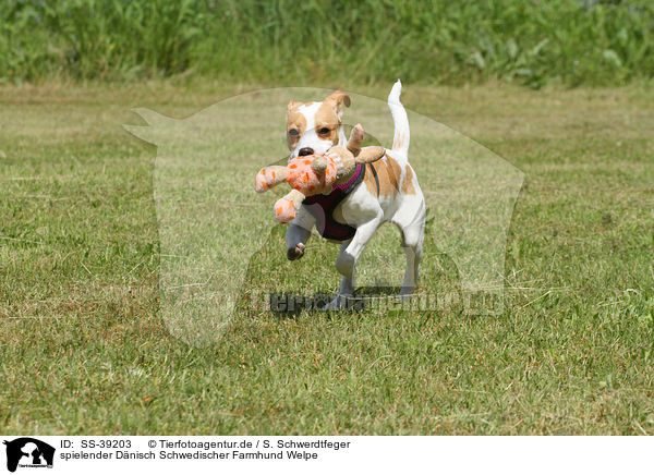 spielender Dnisch Schwedischer Farmhund Welpe / SS-39203
