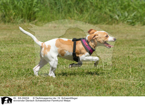 rennender Dnisch Schwedischer Farmhund Welpe / running Dansk Svensk Gaardhund Puppy / SS-39204