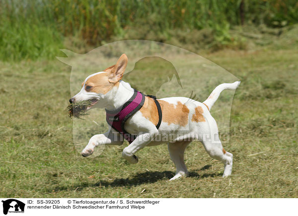 rennender Dnisch Schwedischer Farmhund Welpe / SS-39205