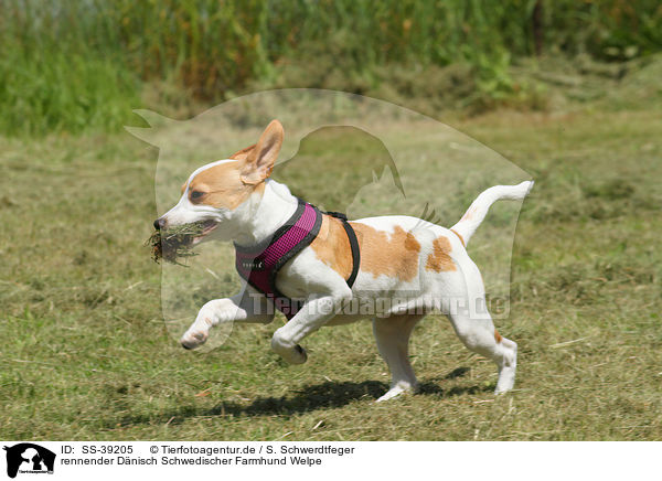 rennender Dnisch Schwedischer Farmhund Welpe / running Dansk Svensk Gaardhund Puppy / SS-39205