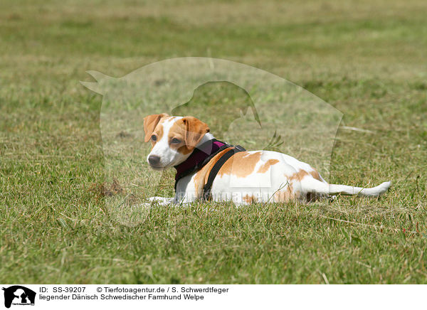 liegender Dnisch Schwedischer Farmhund Welpe / lying Dansk Svensk Gaardhund Puppy / SS-39207