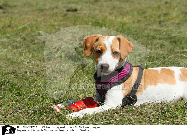 liegender D�nisch Schwedischer Farmhund Welpe / lying Dansk Svensk Gaardhund Puppy / SS-39211