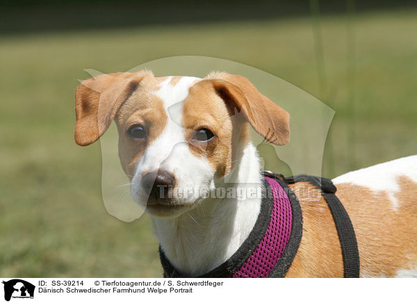 Dnisch Schwedischer Farmhund Welpe Portrait / Dansk Svensk Gaardhund Puppy Portrait / SS-39214