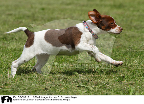 rennender Dnisch Schwedischer Farmhund Welpe / running Dansk Svensk Gaardhund Puppy / SS-39215