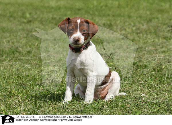 sitzender Dnisch Schwedischer Farmhund Welpe / sitting Dansk Svensk Gaardhund Puppy / SS-39216