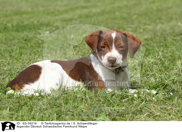 liegender Dnisch Schwedischer Farmhund Welpe / SS-39219