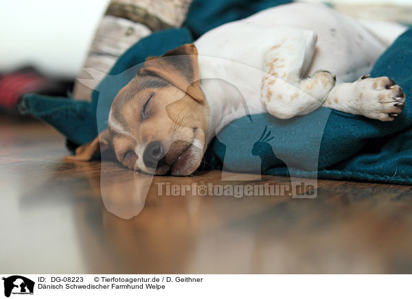 Dnisch Schwedischer Farmhund Welpe / Dansk Svensk Gaardshund Puppy / DG-08223