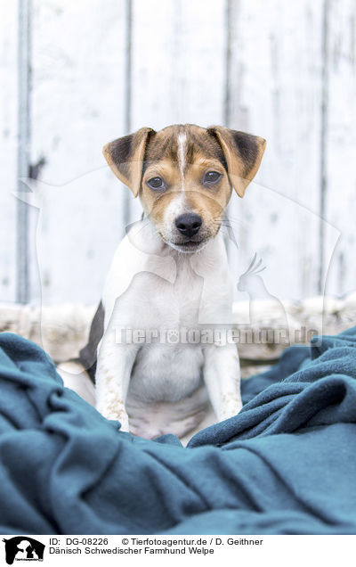 Dnisch Schwedischer Farmhund Welpe / Dansk Svensk Gaardshund Puppy / DG-08226