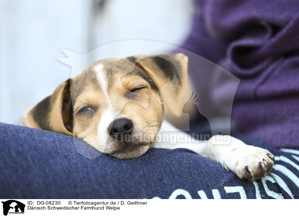 Dnisch Schwedischer Farmhund Welpe / Dansk Svensk Gaardshund Puppy / DG-08230