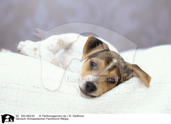 Dnisch Schwedischer Farmhund Welpe / Dansk Svensk Gaardshund Puppy / DG-08232