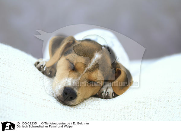 Dnisch Schwedischer Farmhund Welpe / DG-08235