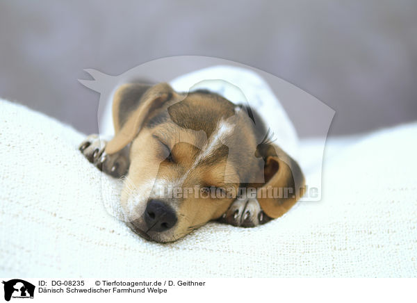 Dnisch Schwedischer Farmhund Welpe / Dansk Svensk Gaardshund Puppy / DG-08235