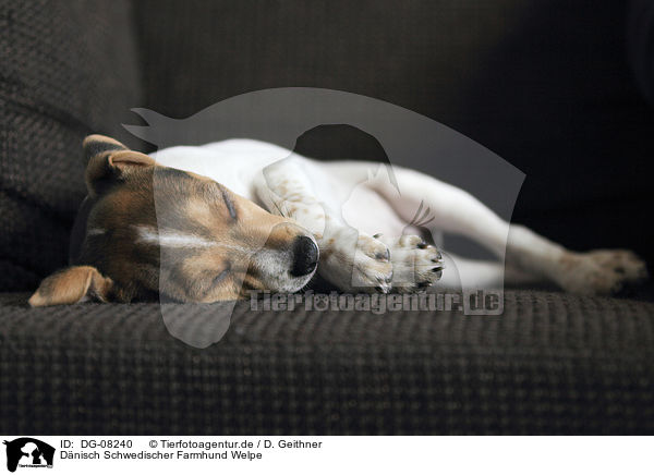 Dnisch Schwedischer Farmhund Welpe / Dansk Svensk Gaardshund Puppy / DG-08240
