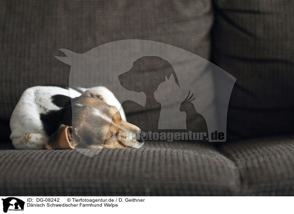 Dnisch Schwedischer Farmhund Welpe / DG-08242