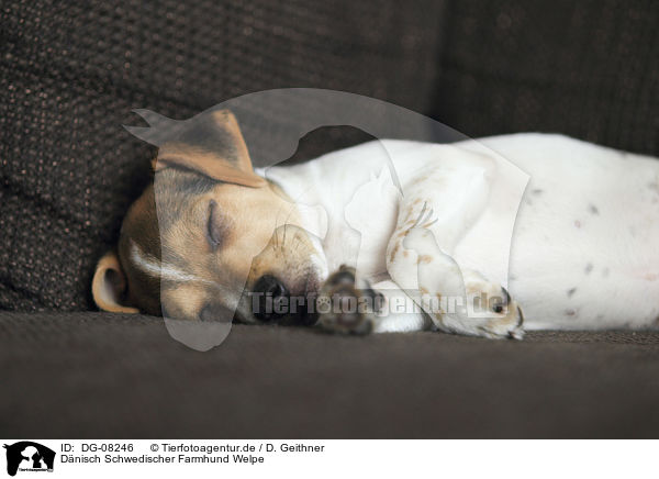 Dnisch Schwedischer Farmhund Welpe / Dansk Svensk Gaardshund Puppy / DG-08246