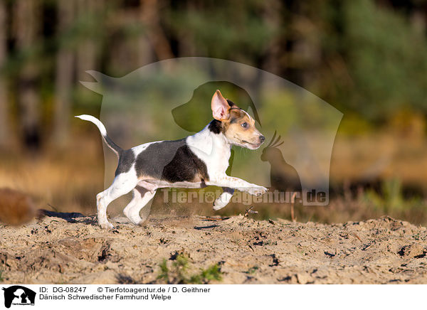 Dnisch Schwedischer Farmhund Welpe / DG-08247