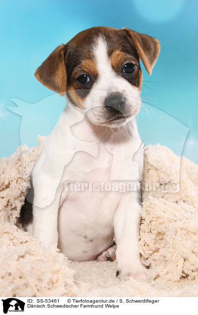 Dnisch Schwedischer Farmhund Welpe / Dansk Svensk Gaardshund Puppy / SS-53461