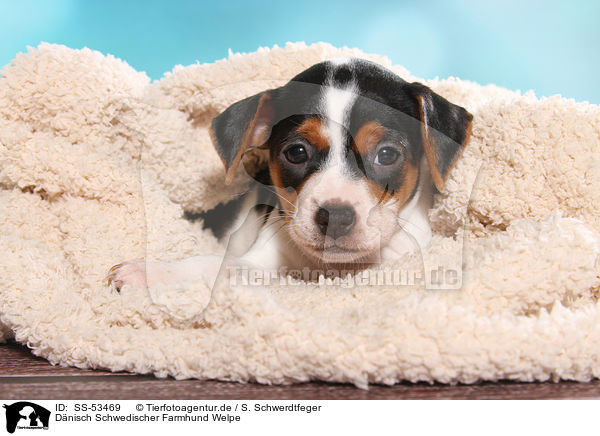 D�nisch Schwedischer Farmhund Welpe / Dansk Svensk Gaardshund Puppy / SS-53469