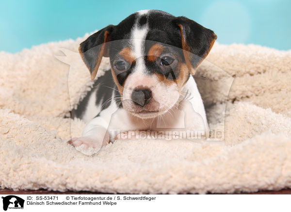 Dnisch Schwedischer Farmhund Welpe / Dansk Svensk Gaardshund Puppy / SS-53471