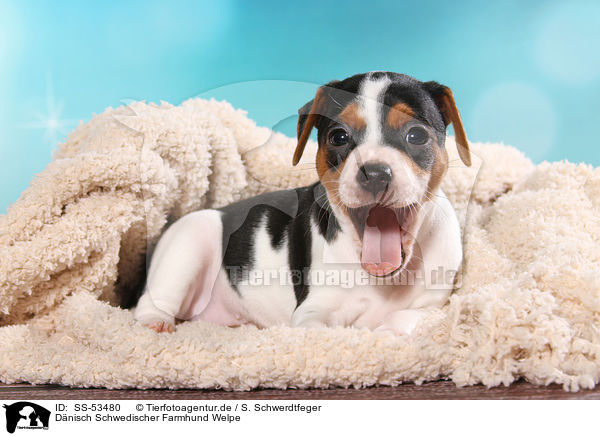 D�nisch Schwedischer Farmhund Welpe / Dansk Svensk Gaardshund Puppy / SS-53480