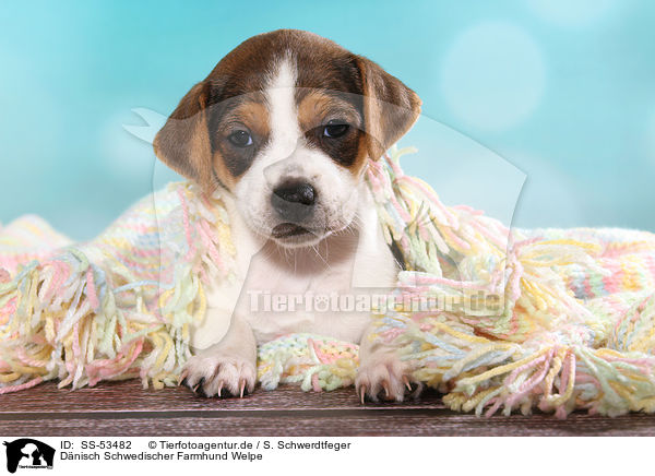 D�nisch Schwedischer Farmhund Welpe / Dansk Svensk Gaardshund Puppy / SS-53482